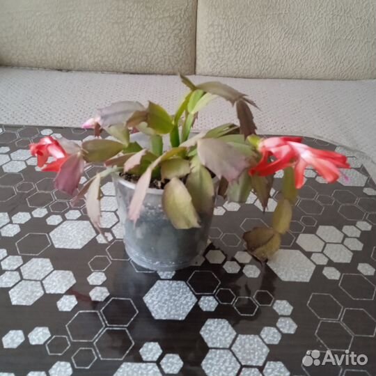 Комнатные цветы