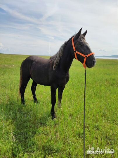 Жеребец 2.3года