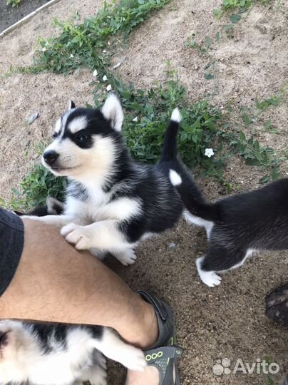 Щенки хаски