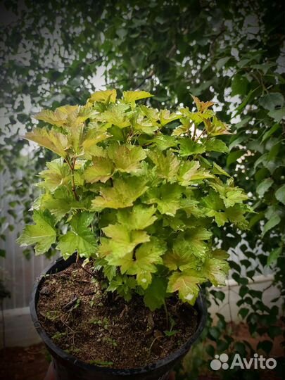 Калина Nanum Нано Нанум