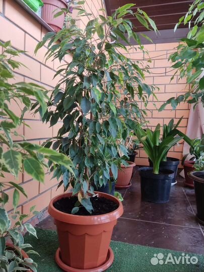 Фикусы Бенджамина сортовые для дома и офиса