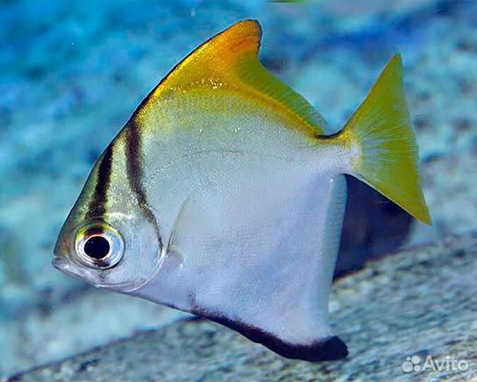 Рыба Монодактил серебряный