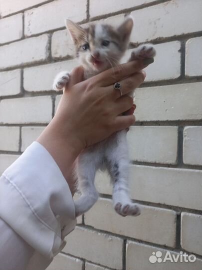 Котята девочка/мальчик 1,5 мес