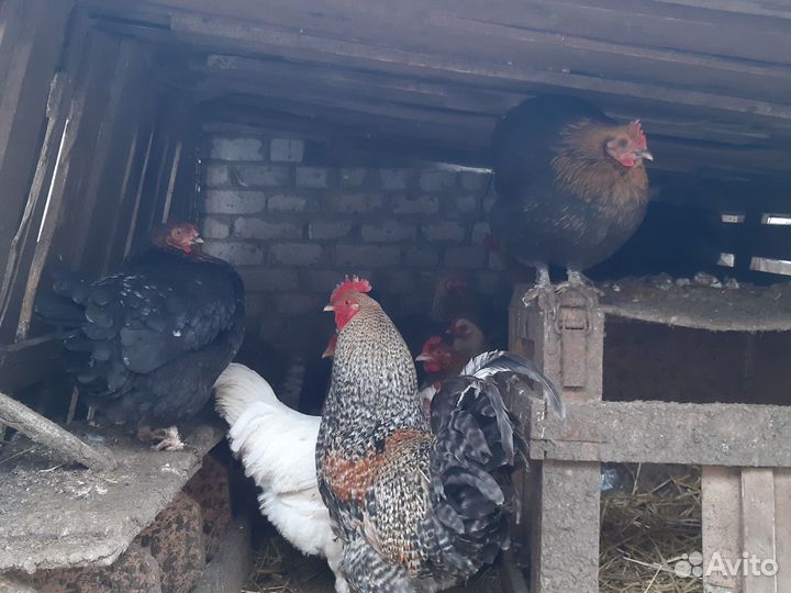 Куры молодки 8ми месячные несушки домашнии