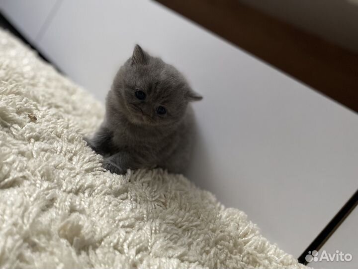 Британские котята