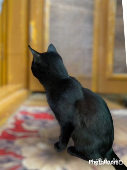 Отдам котят в добрые руки 1месяц и 7месяцев