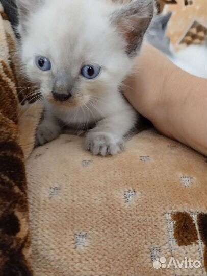 Котятя