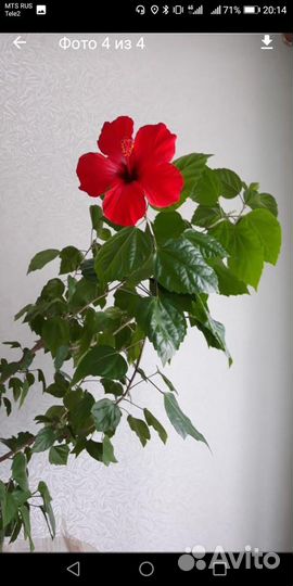 Чайная роза