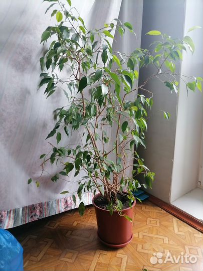 Фикус бенжамина