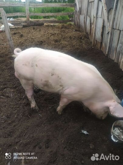Продам хряка
