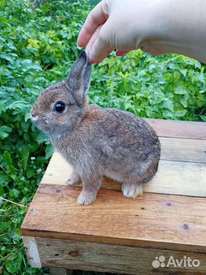 Мини кролик