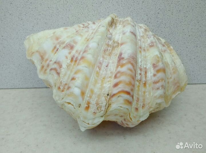 Чайна Клам 14,3*10,5 морская ракушка раковина