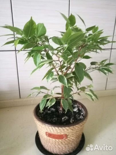 Фикус бенджамина