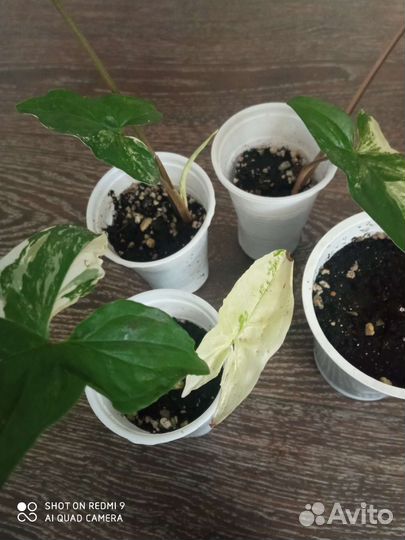 Сингониумы