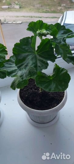 Пеларгония Emma fran bengtsbo герань сортовая