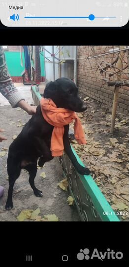 Мальчик Крош ищет дом