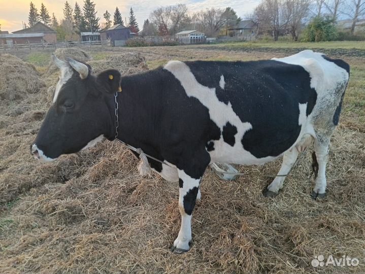 Корова стельная дойная