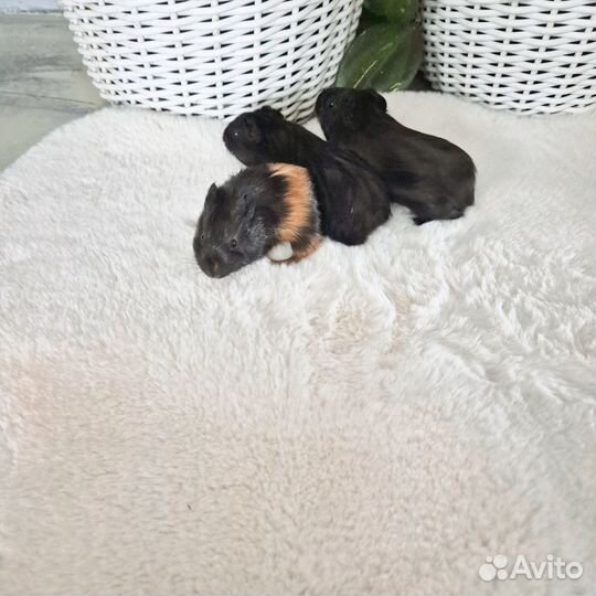 Морские свинки