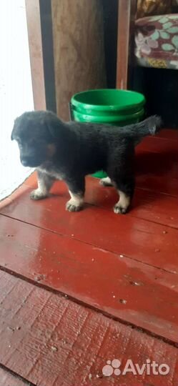 Овчарка помесь