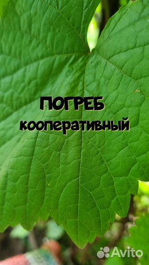 Продам погреб