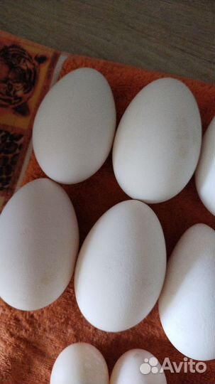 Продукты питания