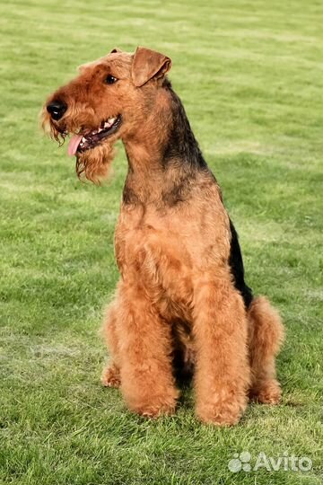 Эрдельтерьер