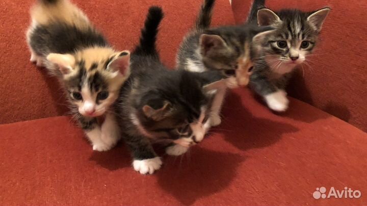 Трехцветные котята