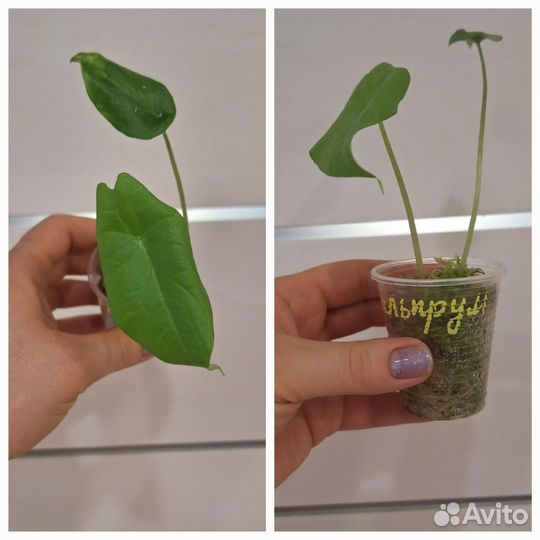 Алоказия Скальпрум