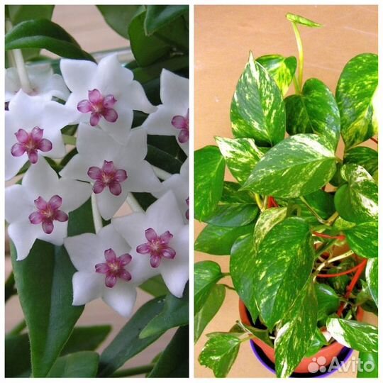 Хойя белла и сциндаптус золотистый