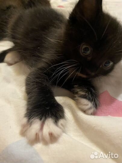 Котята(1 фотка мама)