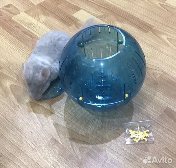 Шар прогулочный для грызунов