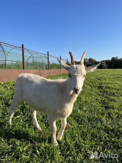 Козел на мясо