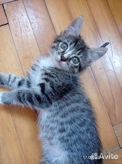 Котенок по имени Соник