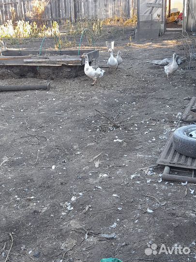 Продам гусей и цыцарок