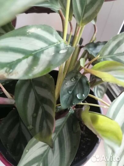 Цветы комнатные