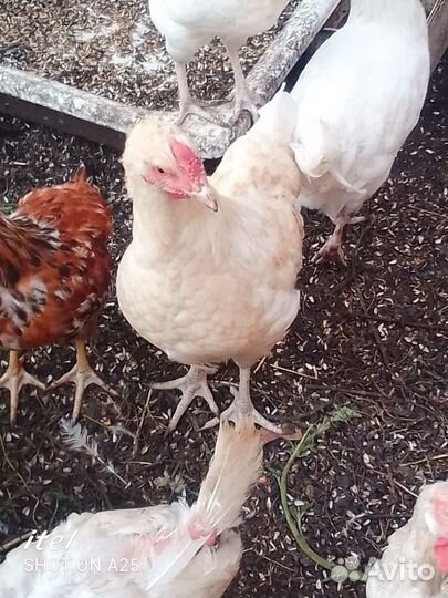 Молодые петухи и индоутки