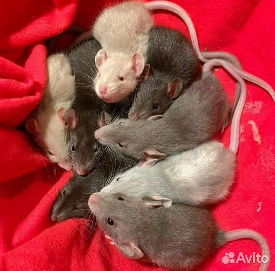 Крыса/крысята