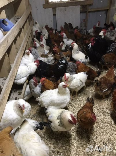 Петухи,Гуси,Индоутки,Куры-Птица Домашняя