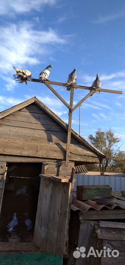 Продажа голубей