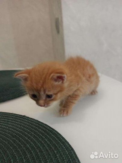 Рыжий котёнок бесплатно