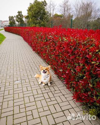 Пузыреплодник, Фотиния, Лапчатка кустовая