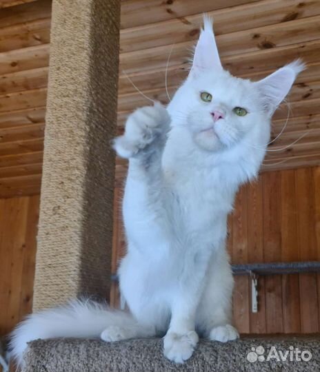 Коты взрослые мейн кун в добрые руки