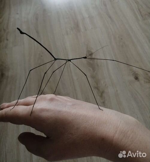 Палочники и их яйца