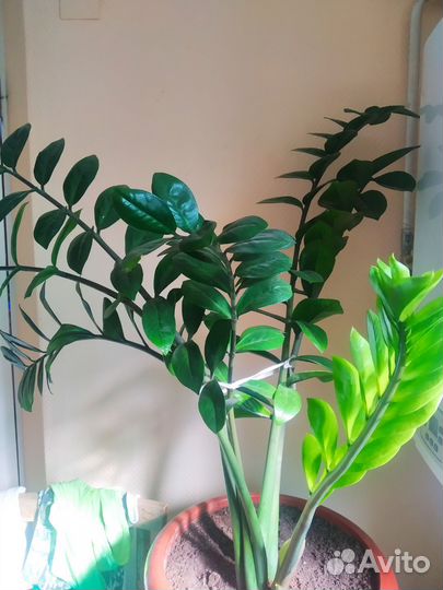 Замилькаус