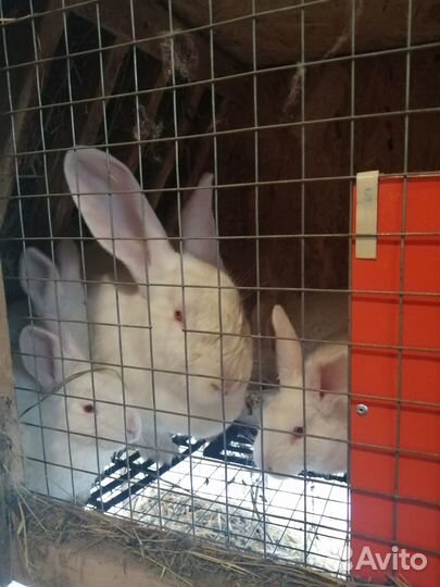 Кролики паннон на племя