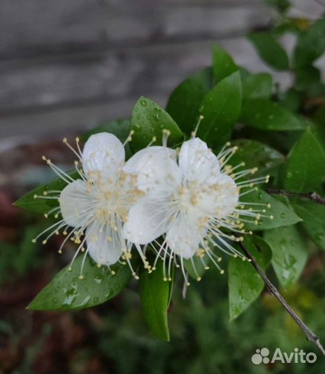 Мирт 2 сорта