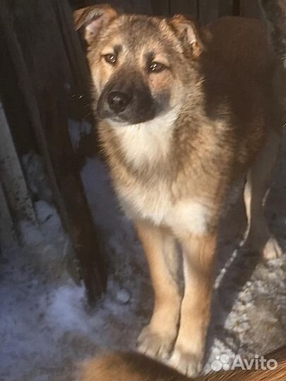 Собака в добрые руки