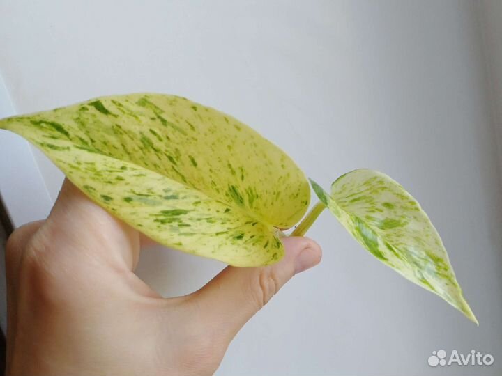 Сциндапсус мунлайт,хеппи лиф,Вайт пантер и д.р