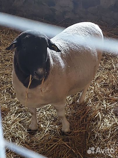 Баран Дорпер