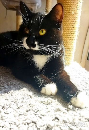 Кошечка ищет дом